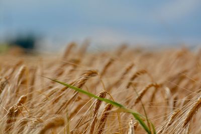 Close-up of wheat growing on field