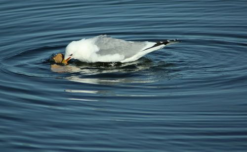 Close-up of duck swimming in lake