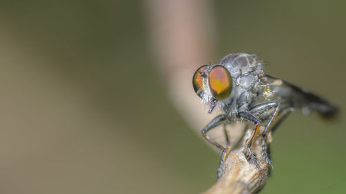 Close-up of insect