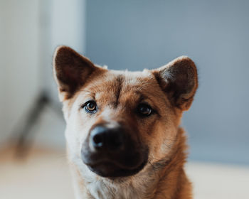 Close-up portrait of dog