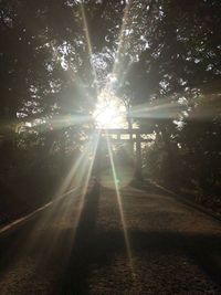 Sunlight streaming through trees
