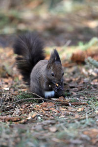 Close-up portrait of squirrel