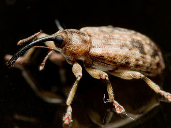 Close-up of insect on black background