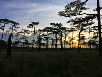 Silhouette trees on field against sky at sunset