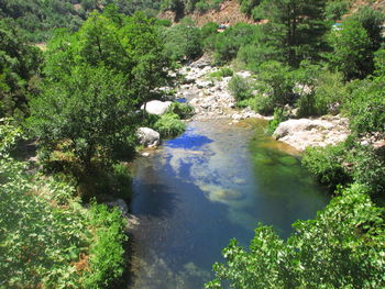High angle view of trees by water