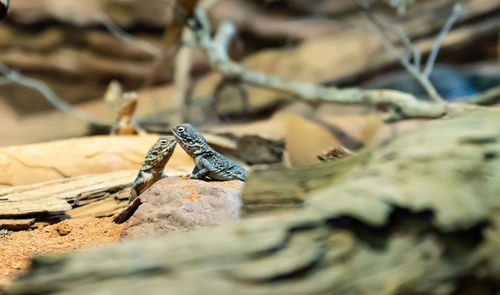 Close-up of a lizard on rock