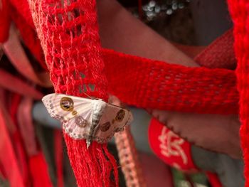 Close-up of red hanging outdoors