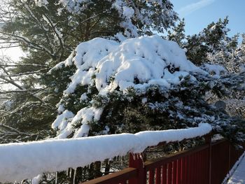 Snow covered trees