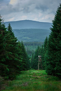 Scenic view of pine trees against sky