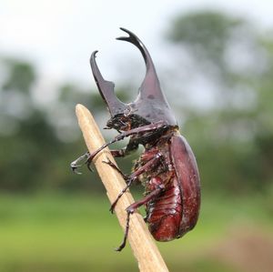 Close-up of insect