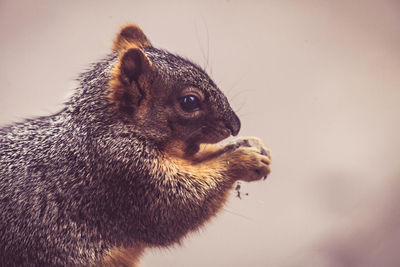 Side view of squirrel