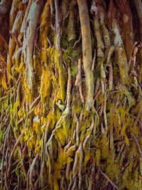 Full frame shot of tree trunk