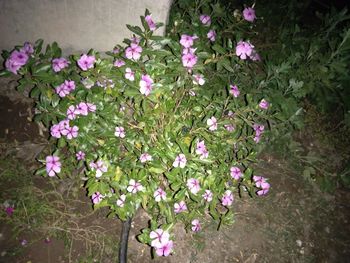High angle view of pink flowering plant