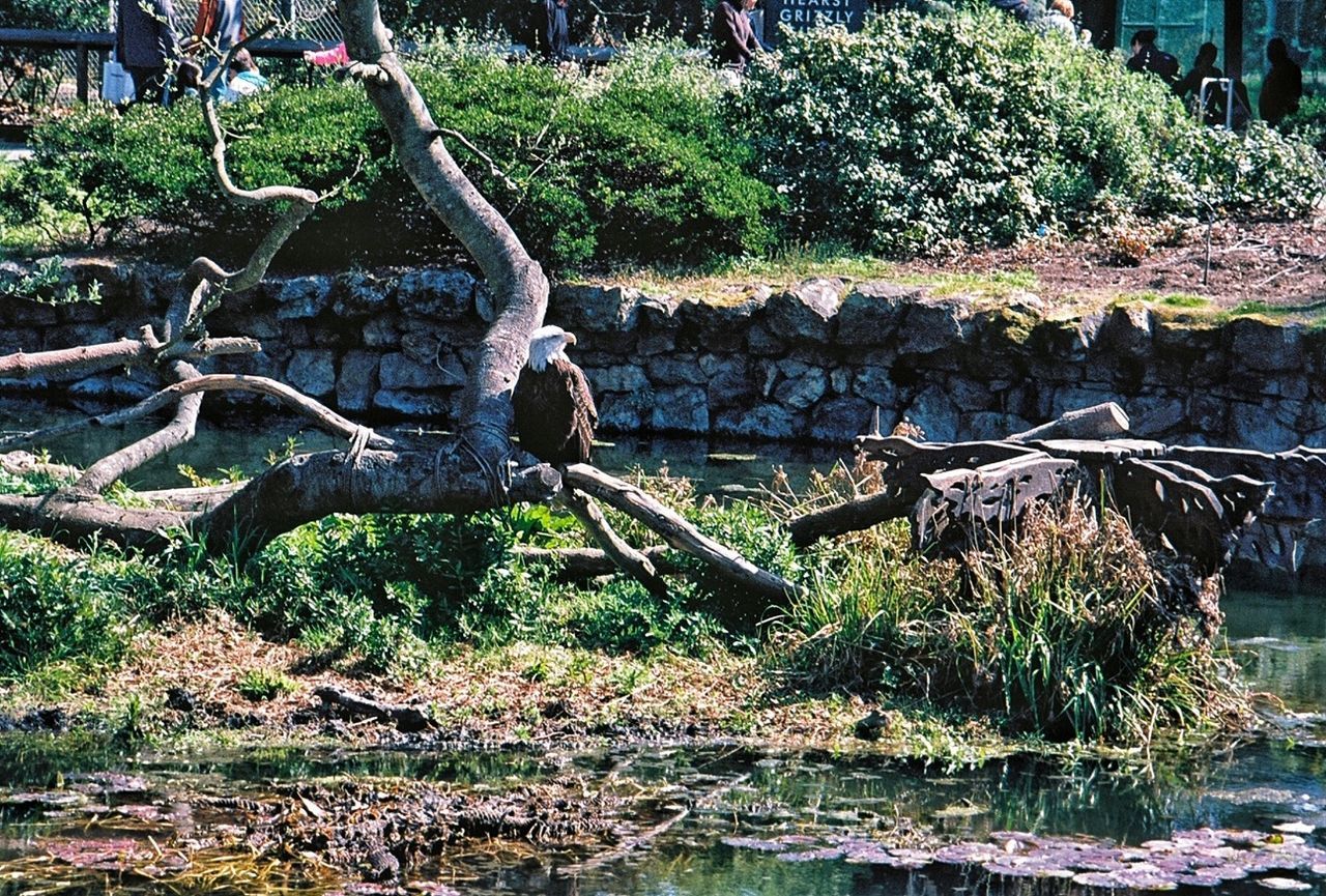 tree, growth, forest, plant, wood - material, nature, fence, outdoors, green color, log, day, leaf, tree trunk, no people, field, grass, park - man made space, tranquility, animal themes, branch