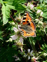 Close-up of butterfly on leaf