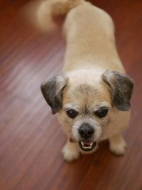 High angle portrait of a dog at home