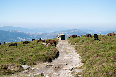 Cows grazing on landscape against sky