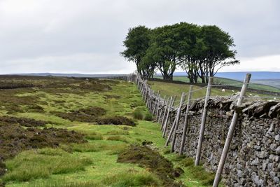 Walking to the elephant trees 