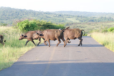 African buffaloes on road