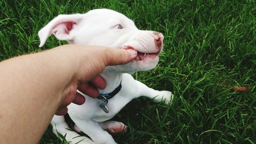 Dog relaxing on grassy field