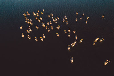 High angle view of pelicans on a lake