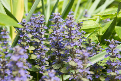 Close-up of purple flowering plants