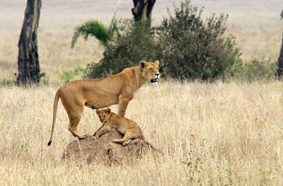 View of a lioness with cub hunting on serengeti field