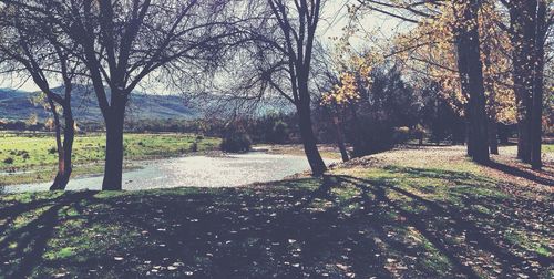 Bare trees in park