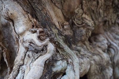 Close-up of tree trunk