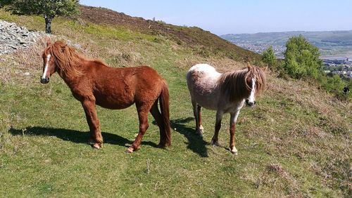 Horses in a field