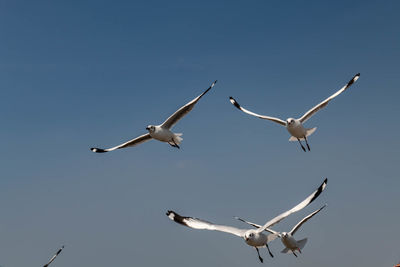 Seagull flying on beautiful blue sky