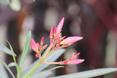 Close-up of pink flowering plant