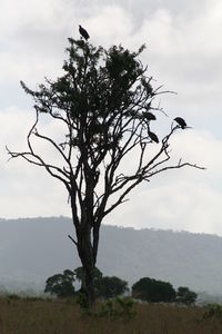 Tree by plant against sky