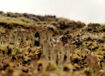 Close-up of mushroom on field