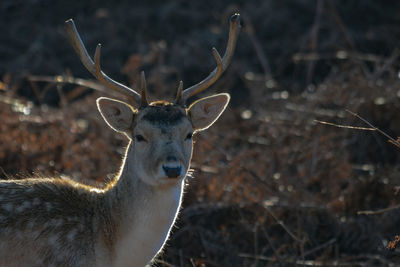 Portrait of deer