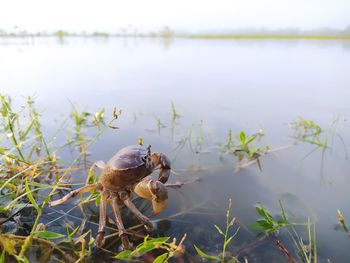 Close-up of crab in lake