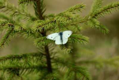 Close-up of butterfly on pine tree