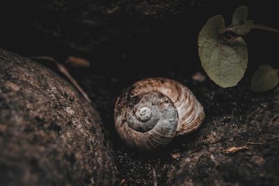 Close-up of snail on rock