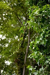 Low angle view of tree leaves in forest