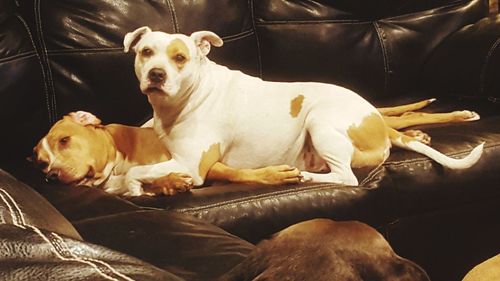 Close-up of dog relaxing