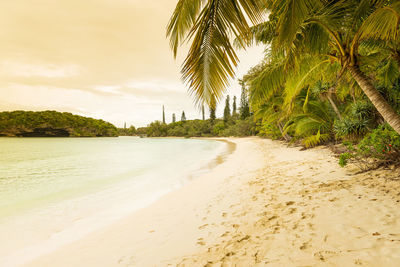 Palm trees on beach against sky