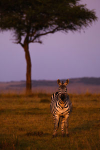 Lone zebra standing infront of a tree at dawn in the masai mara in kenya