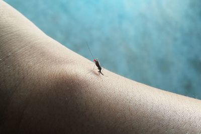 Close-up of insect on hand against blurred background