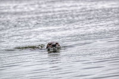 High angle view of seal swimming in sea