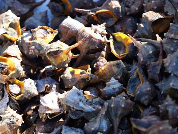 High angle view of shells on field