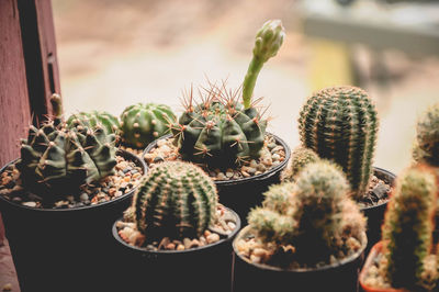 Close-up of succulent plants in pot