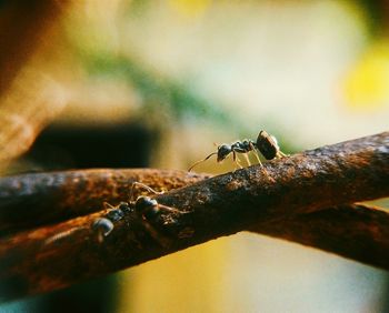 Close-up of insect