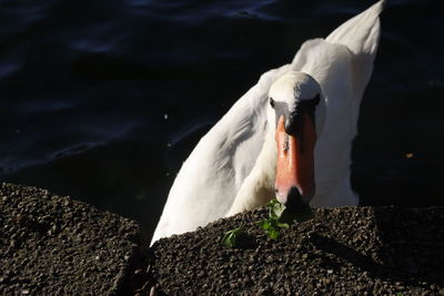 View of swan swimming in lake