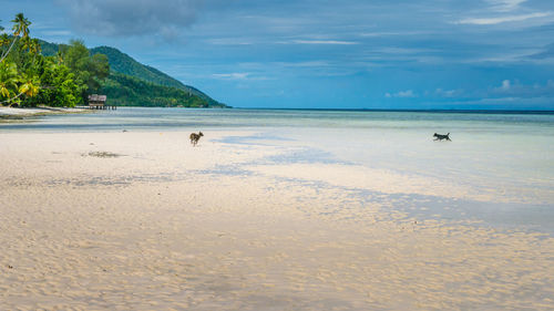 Dog swimming in sea against sky