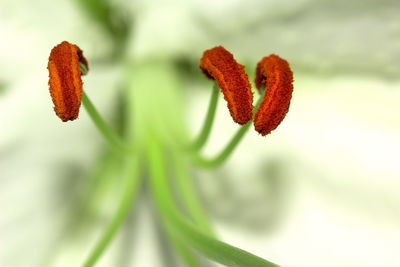 Close-up of red flowering plant